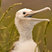 Great Frigatebird